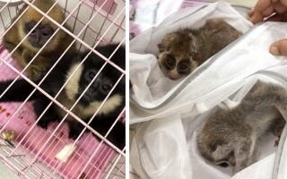 Interpol: Animal Trafficking Reaches Record Levels