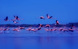 阿治曼：历史与现代的交汇点