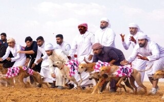 Arabian Saluki Championship Held in Al Ain
