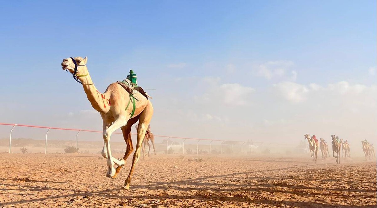 Начался 15-й фестиваль верблюжьих скачек в Зидиде