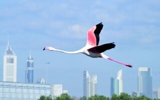 Stunning Flamingo Migration in Dubai