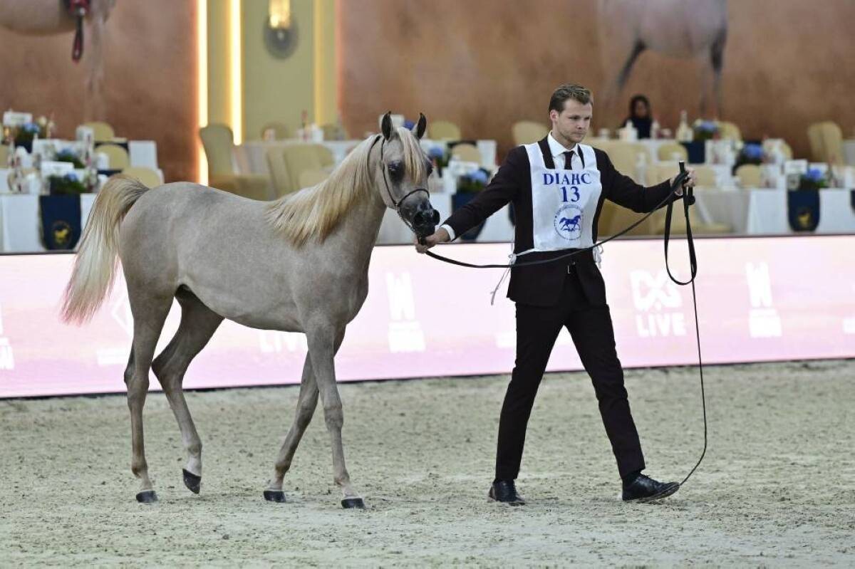 Comienza el 23º Campeonato Internacional de Caballos Árabes de Dubái