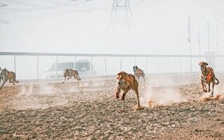 Finals of the 19th Al Dhafra Festival Kick Off in Abu Dhabi