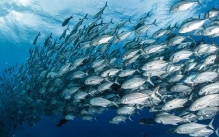 Mercury Threatens Dolphins in the UK