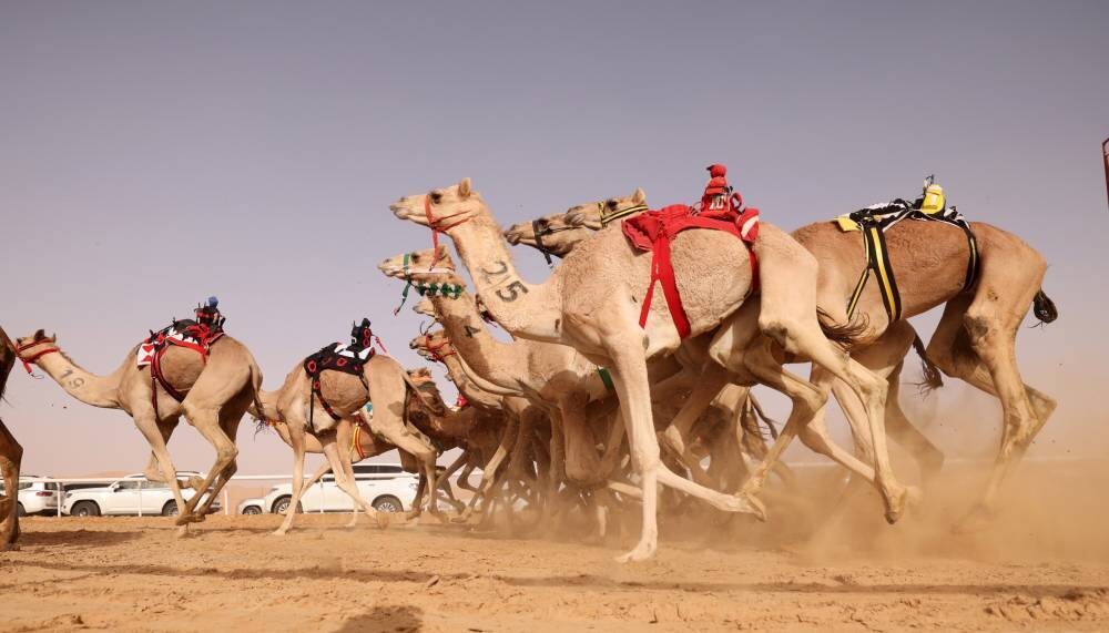 Спортивный клуб Лива анонсировал верблюжьи гонки