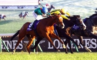 World's Top-Ranked Horse 'Kalandanjan' to Compete in Dubai Shima Classic