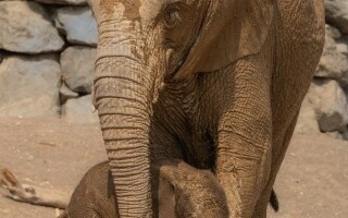 Sharjah Safari Opens Fifth Season with New Births