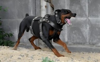 Исаак потратил 35 тысяч евро на сторожевую собаку из-за угроз