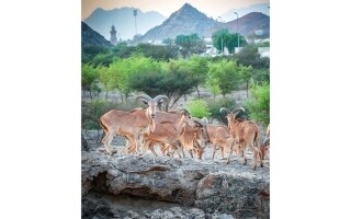 Берберийские овцы в Хате: приспособление к скалистой местности Дубая