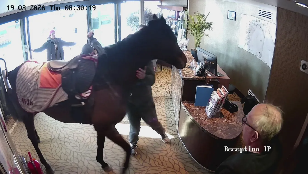 Horse wanders into hotel lobby