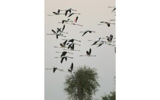 Flamingos Return to Nests in Dubai's Kader Lakes