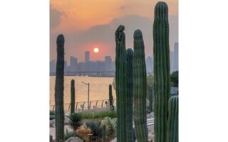 Dubai: Cacti and Skyscrapers at Sunset