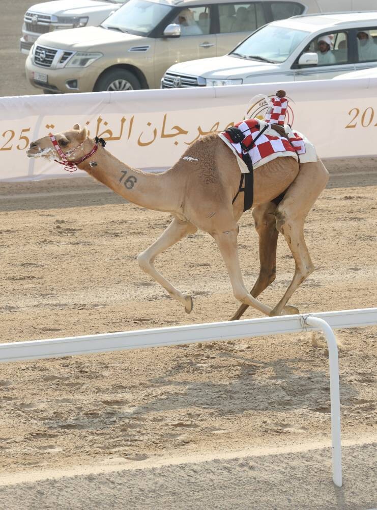 Festival of Al Dhafra for Arabian camel racing concludes in UAE