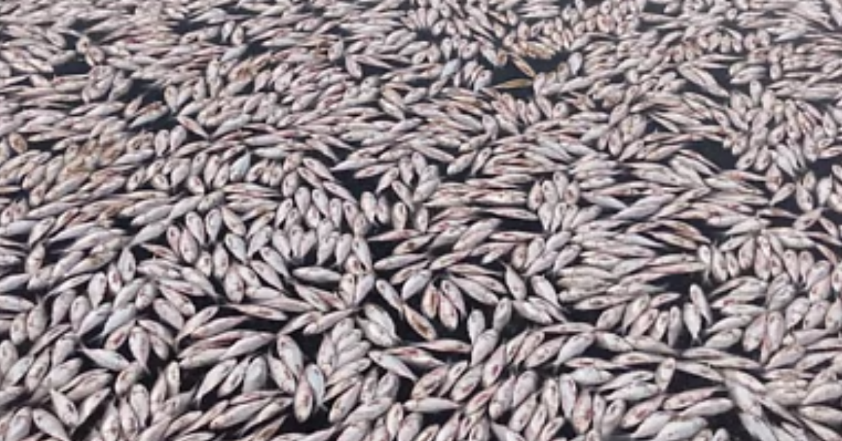 Scores of Dead Fish Found in Abu Dhabi Canal