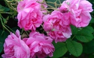 New Rose Stem Cell Treatment Restores Hair Color