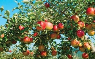 Five Foods to Freshen Body Odor