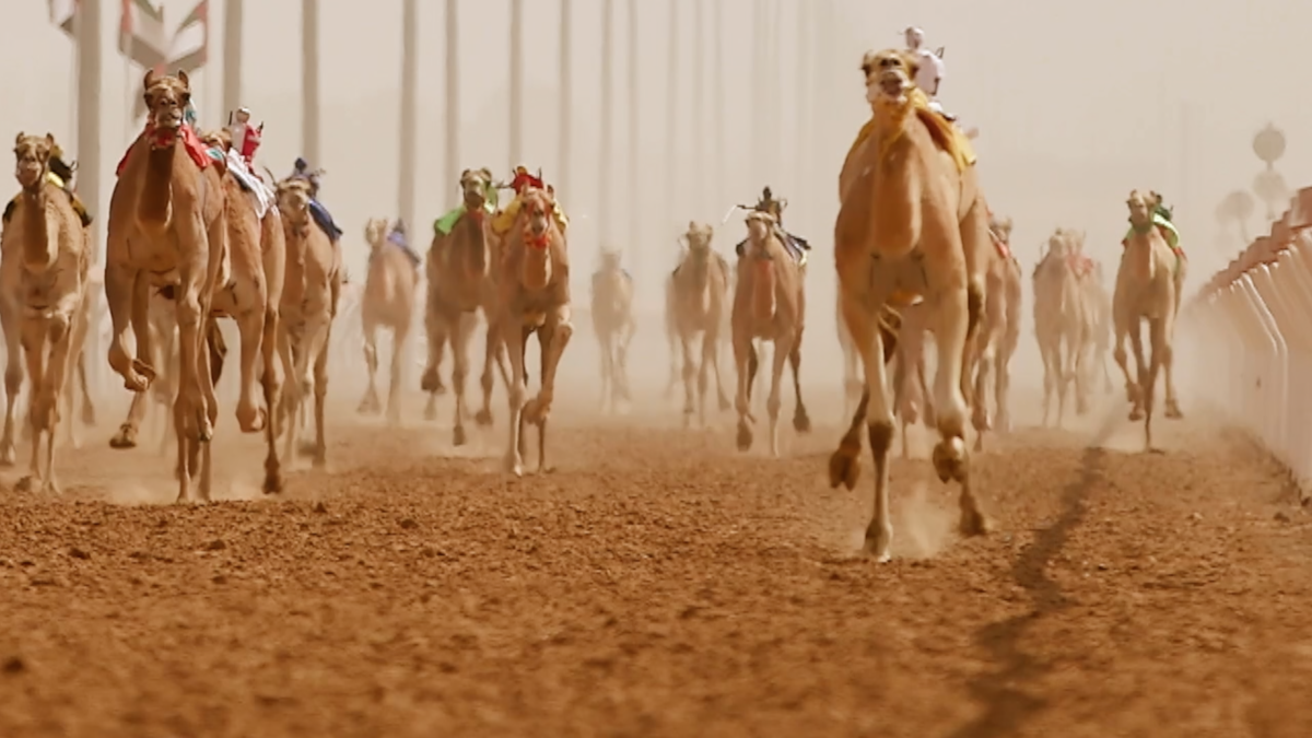 The 3rd Sharjah Camel Racing Festival Begins