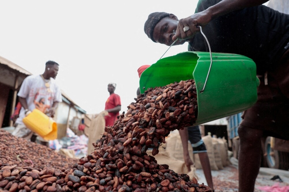 Global Cocoa Prices Hit 2.5-Year Low Amid Stockpile Concerns