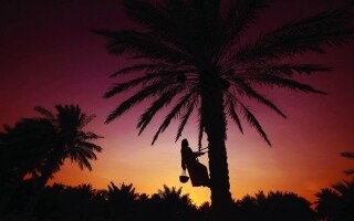 Объявлен конкурс фотографии фестиваля фиников Лива