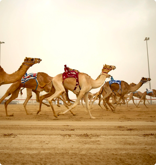 Dubai Introduces Special Codes for Sheikhs' Camel Races