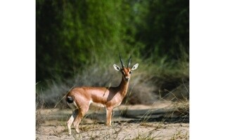 Al Qudra Desert Lake Reserve in Dubai