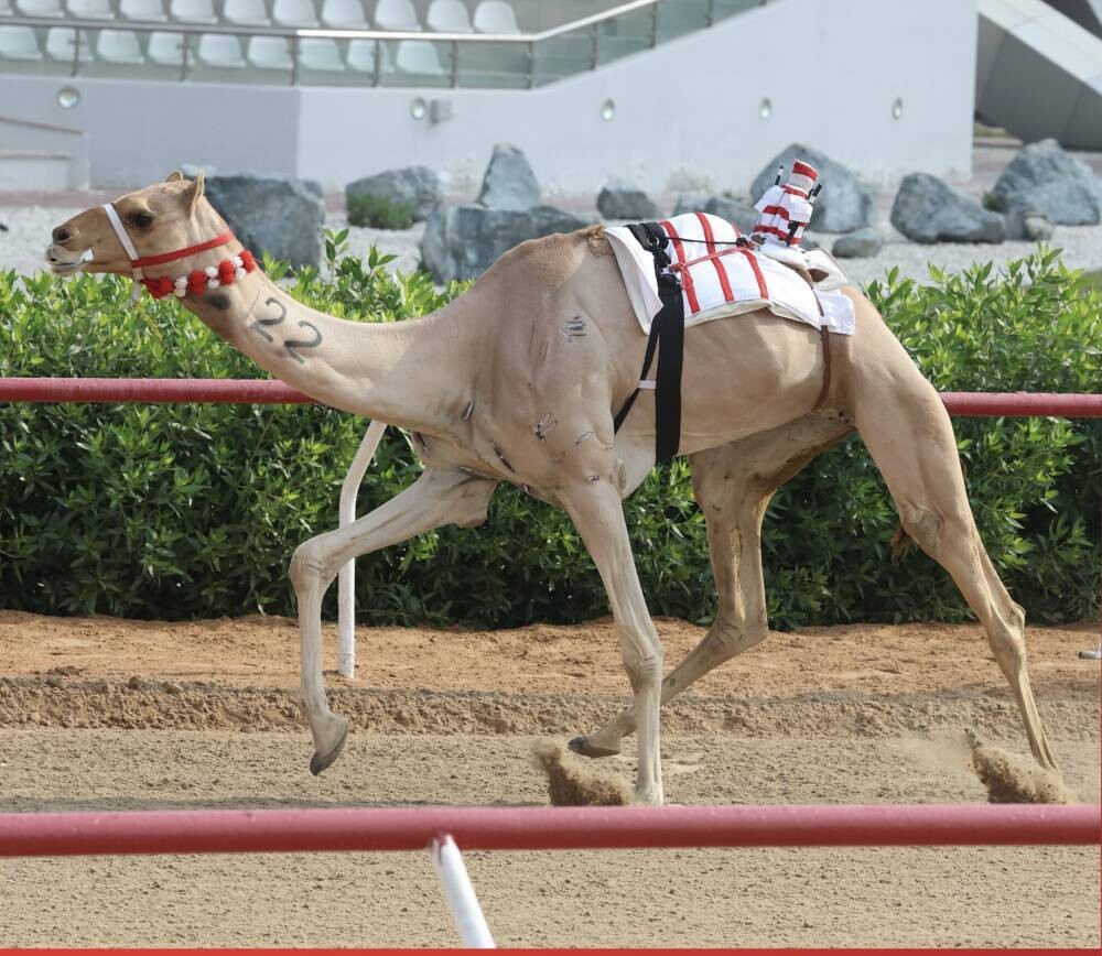Zayed Grand Prix 2025 Camel Racing