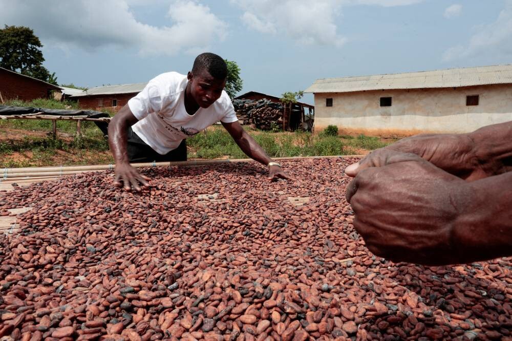 Traders Resume Cocoa Purchases in Ivory Coast