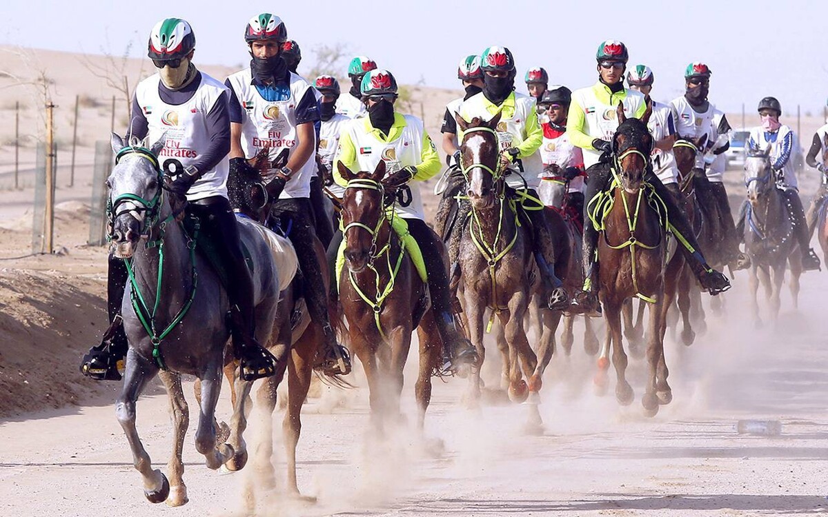 迪拜马术俱乐部开放耐力节登记