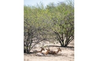 An Oasis of Calm: Dubai Provides Sanctuary for Wildlife