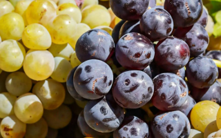 Foods for a Long and Healthy Life After 60