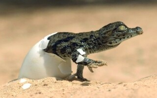 Dubai Crocodile Park Fights Endangerment