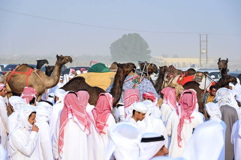 Competitions Begin at Al Dhafra's Suwihan Festival