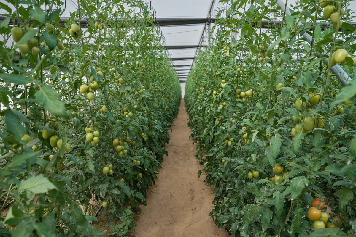 沙迦呼吁初创公司发展农业科技