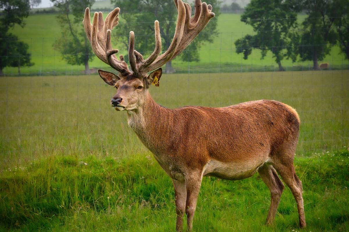 Английские клубы Премьер-лиги переходят на оленину