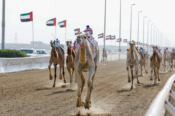 Zayed Grand Prix for Camel Racing 2025 Kicks Off