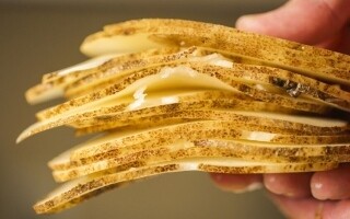 TikTok Potato Sock Trend: Myths and Facts