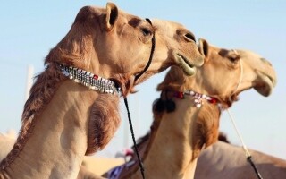 Majestic Camels Shine at Al Dhafra Festival