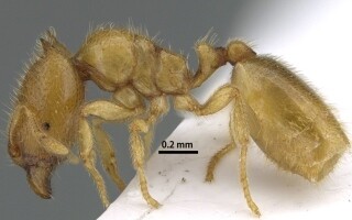 New Rare Species of Ant Discovered in UAE