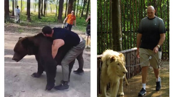 泰森·富里在与“狮子”马哈茂多夫比赛前分享狮子视频