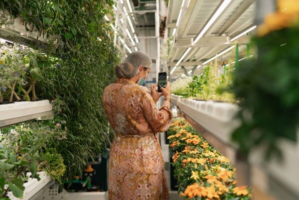 Greenershen расширяет свой ассортимент продукции в Дубае с новым ассортиментом съедобных цветов и микрозелени