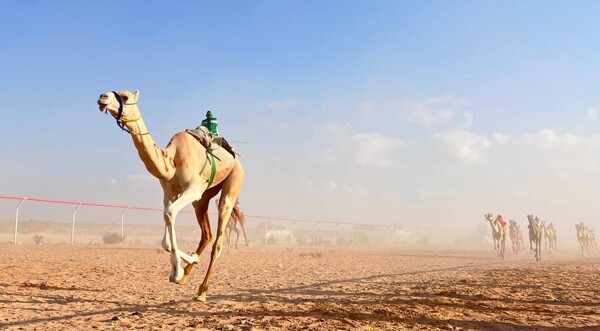 Начался 15-й фестиваль верблюжьих скачек в Зидиде