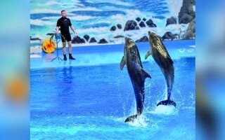 Дельфины радуют посетителей в Дубае | Новости за границей