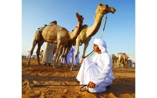 Successful 18th Al Dhafra Festival Celebrated