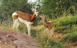 В зоопарке Аль-Аин родилось почти 390 животных