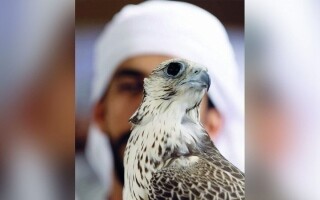 21-я Международная выставка охоты и верховой езды в Абу-Даби открыта