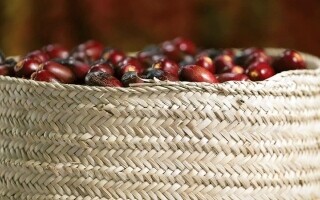 Date Market in the UAE: Variety of Types and Increased Demand in Ramadan