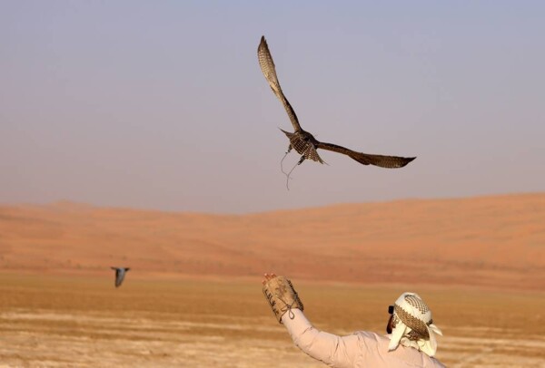 Pigeon-Hunting Championship Kicks Off at Liwa Festival 2026