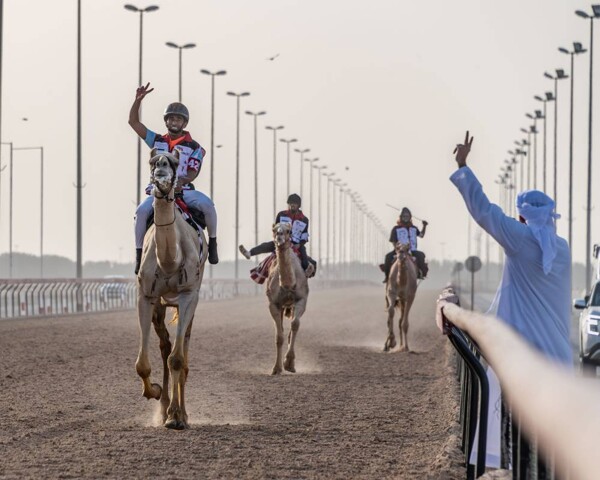 Второй отборочный этап марафона верблюжьих бегов в Дубае