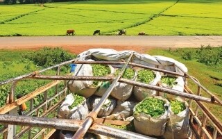 Big Corporations Take Control of Global Food System