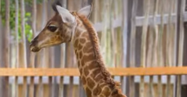 В Дубае родился редкий жирафёнок по имени Зури